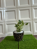 Black Gold Floral Ceramic Planter