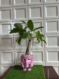 Blooming Face Resin Planter