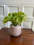 Blush Ribbed Terracotta Planter