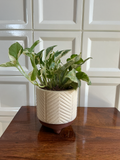 Cream Textured Terracotta Planter