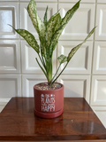 Terracotta Planter