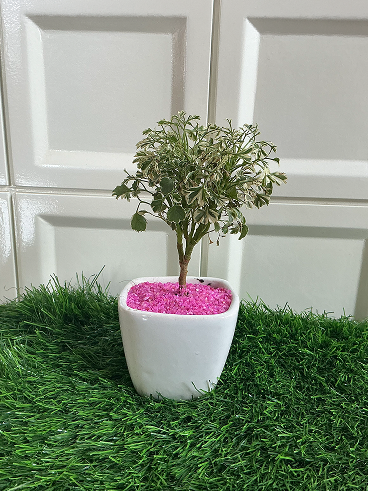 Square White Ceramic Planter