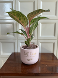 Pastel Pink Terracotta Planter