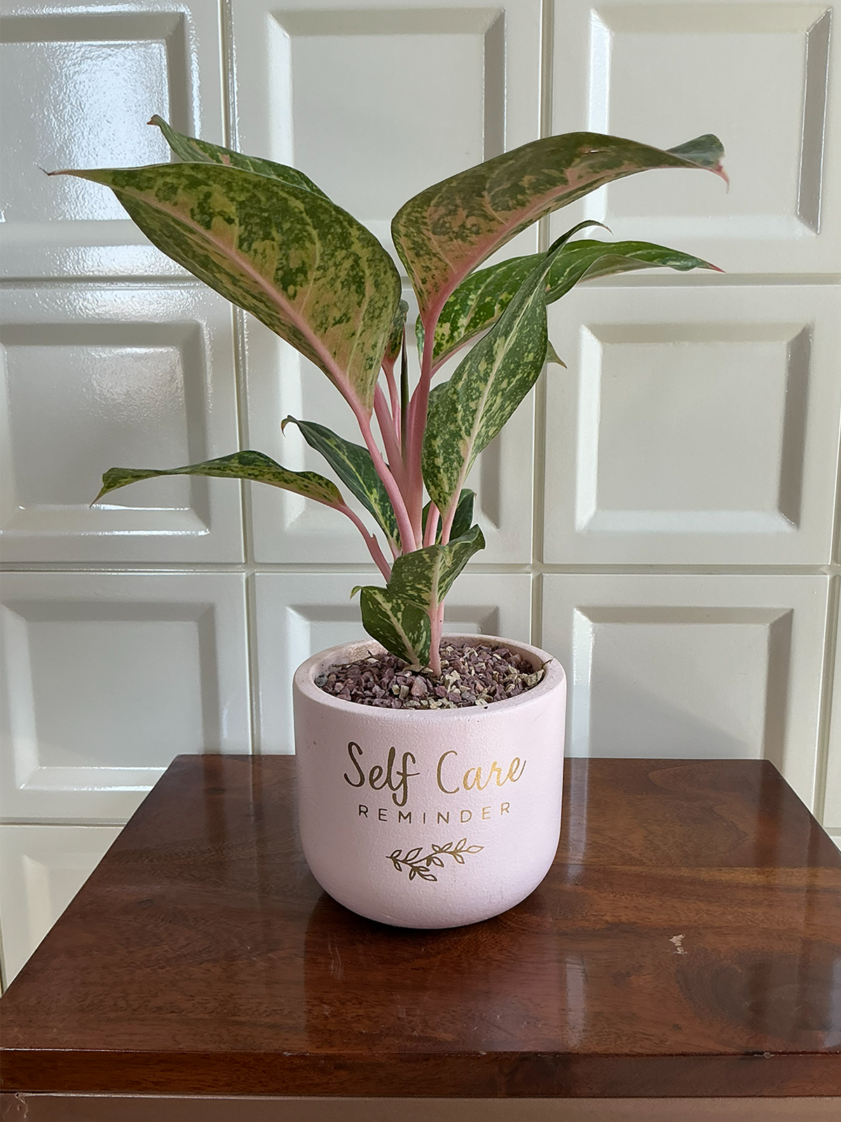 Pastel Pink Terracotta Planter