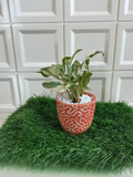 Textured Terracotta Ceramic Planter