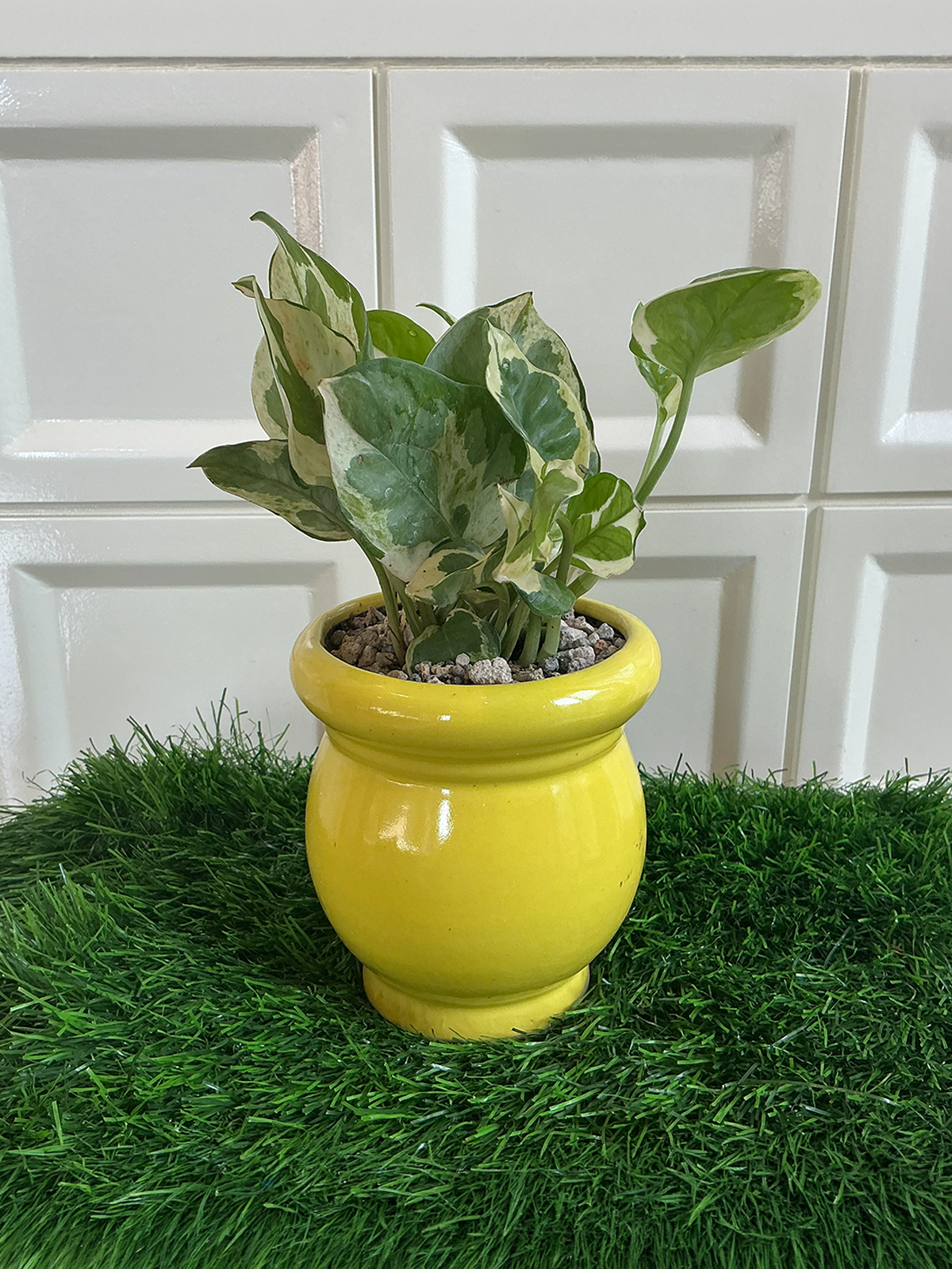 Yellow Classic Ceramic Planter